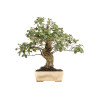 Quercus suber - B5166