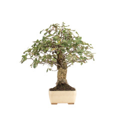 Quercus suber - B5166