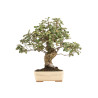 Quercus suber - B5166