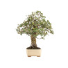 Quercus suber - B5166