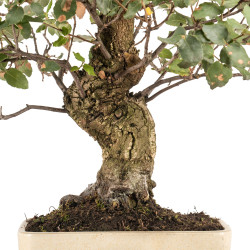 Quercus suber - B5166