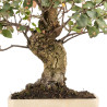Quercus suber - B5166