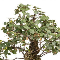 Quercus suber - B5166