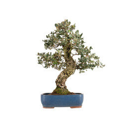 Quercus suber - B5169