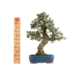 Quercus suber - B5169