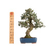 Quercus suber - B5169