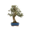 Quercus suber - B5169