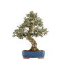 Quercus suber - B5169