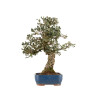 Quercus suber - B5169