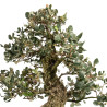 Quercus suber - B5169