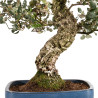 Quercus suber - B5169