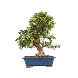 Pyracantha spp. - B5186