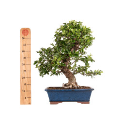 Pyracantha spp. - B5186