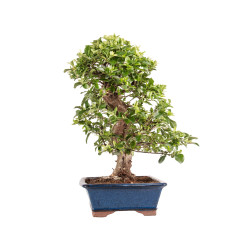 Pyracantha spp. - B5186