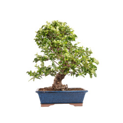 Pyracantha spp. - B5186