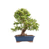 Pyracantha spp. - B5186