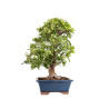 Pyracantha spp. - B5186