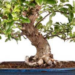 Pyracantha spp. - B5186