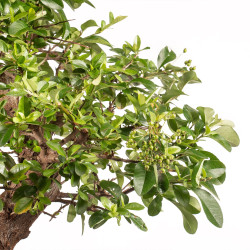 Pyracantha spp. - B5186