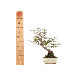 Elaeagnus pungens - B5190