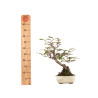 Elaeagnus pungens - B5190
