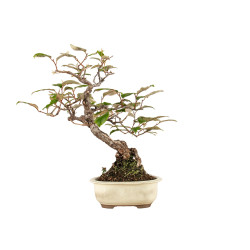 Elaeagnus pungens - B5190