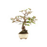 Elaeagnus pungens - B5190