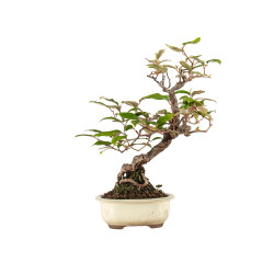 Elaeagnus pungens - B5190