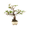 Elaeagnus pungens - B5190