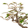 Elaeagnus pungens - B5190