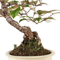 Elaeagnus pungens - B5190