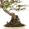 Elaeagnus pungens - B5190