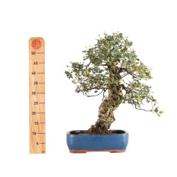 Quercus suber - B5215