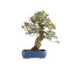 Quercus suber - B5215