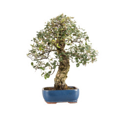 Quercus suber - B5215