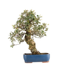 Quercus suber - B5215
