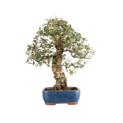 Quercus suber - B5215