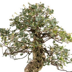 Quercus suber - B5215