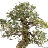 Quercus suber - B5215