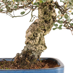 Quercus suber - B5215