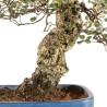 Quercus suber - B5215