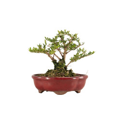 Lonicera nitida - B5262