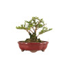 Lonicera nitida - B5262