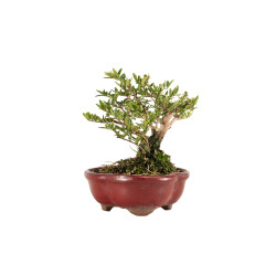 Lonicera nitida - B5262