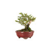 Lonicera nitida - B5262