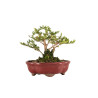 Lonicera nitida - B5262