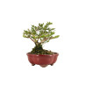 Lonicera nitida - B5262