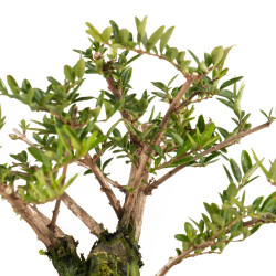 Lonicera nitida - B5262