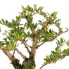 Lonicera nitida - B5262