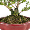 Lonicera nitida - B5262